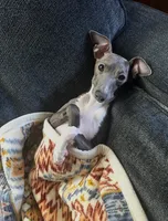 Spike, a male Italian Greyhound for sale in Columbus, OH – 2 of 2