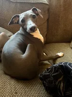 Nando, a male Italian Greyhound for sale in Columbus, OH – 1 of 2