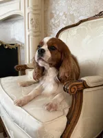 Velvet Sun / Jack, a male Cavalier King Charles Spaniel for sale in Riverside, CA – 8 of 9
