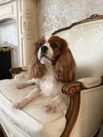 Velvet Sun / Jack, a male Cavalier King Charles Spaniel for sale in Riverside, CA – 5 of 9
