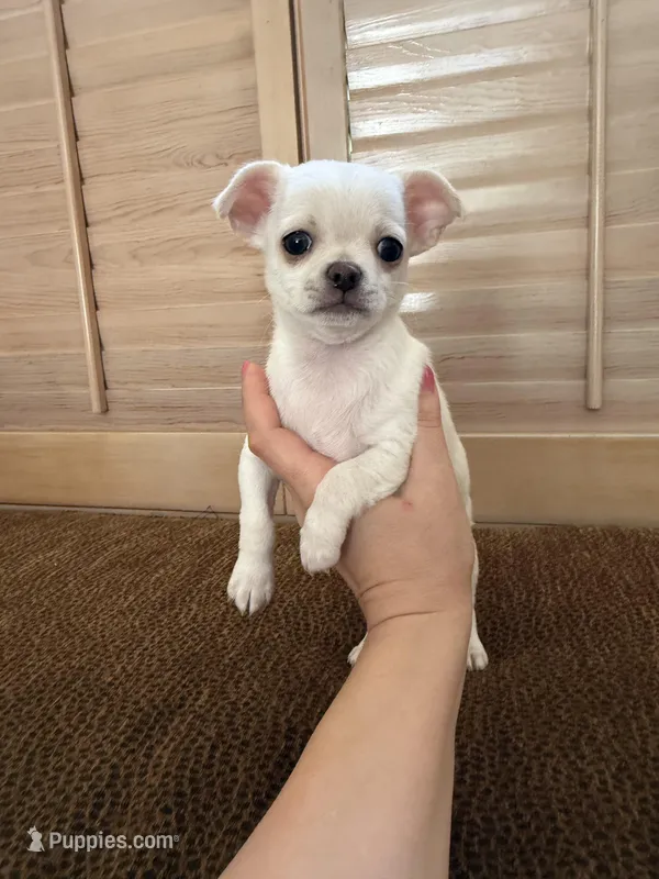 CHURRO, a male Chihuahua for sale in Riverside, CA – Photo 1 of 1