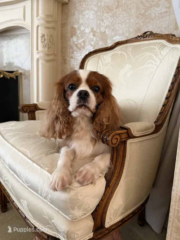 Velvet Sun / Jack – Cavalier King Charles Spaniel puppy for sale in Riverside, CA