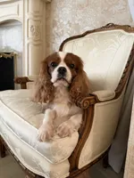 Velvet Sun / Jack, a male Cavalier King Charles Spaniel for sale in Riverside, CA – 1 of 9
