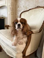 Velvet Sun / Jack, a male Cavalier King Charles Spaniel for sale in Riverside, CA – 2 of 9