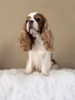 Gorgeous Gem Selin, a female Cavalier King Charles Spaniel for sale in Riverside, CA – 3 of 6