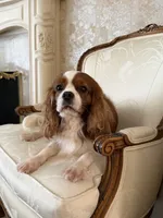 Velvet Sun / Jack, a male Cavalier King Charles Spaniel for sale in Riverside, CA – 3 of 9