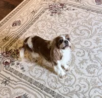Gorgeous Gem Selin, a female Cavalier King Charles Spaniel for sale in Riverside, CA – 6 of 6