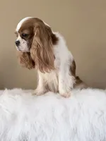 Gorgeous Gem Selin, a female Cavalier King Charles Spaniel for sale in Riverside, CA – 2 of 6