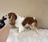 Gorgeous Gem Selin, a female Cavalier King Charles Spaniel for sale in Riverside, CA – 5 of 6