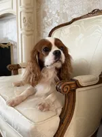 Velvet Sun / Jack, a male Cavalier King Charles Spaniel for sale in Riverside, CA – 6 of 9