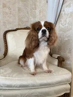 Velvet Sun / Jack, a male Cavalier King Charles Spaniel for sale in Riverside, CA – 9 of 9