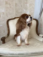 Velvet Sun / Jack, a male Cavalier King Charles Spaniel for sale in Riverside, CA – 4 of 9