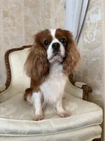 Velvet Sun / Jack, a male Cavalier King Charles Spaniel for sale in Riverside, CA – 7 of 9