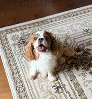 Gorgeous Gem Selin, a female Cavalier King Charles Spaniel for sale in Riverside, CA – 4 of 6