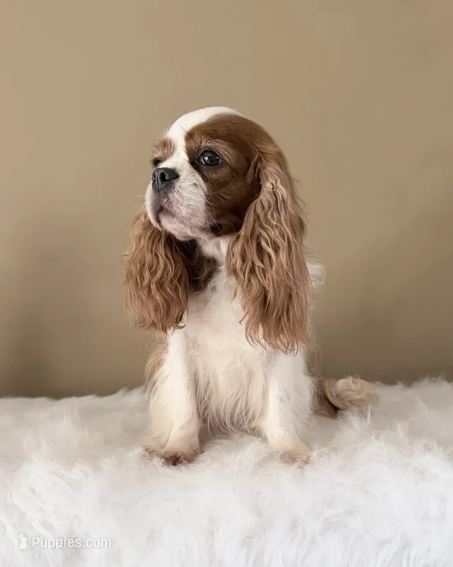 Gorgeous Gem Selin, a female Cavalier King Charles Spaniel for sale in Riverside, CA – 1 of 6