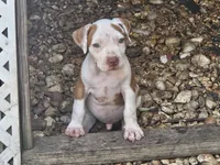 Bluey, a male American Pit Bull Terrier for sale in Lexington, KY – 3 of 3