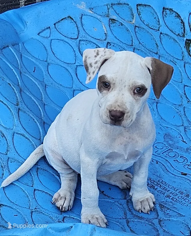 SKY – American Pit Bull Terrier puppy for sale in Lexington, KY