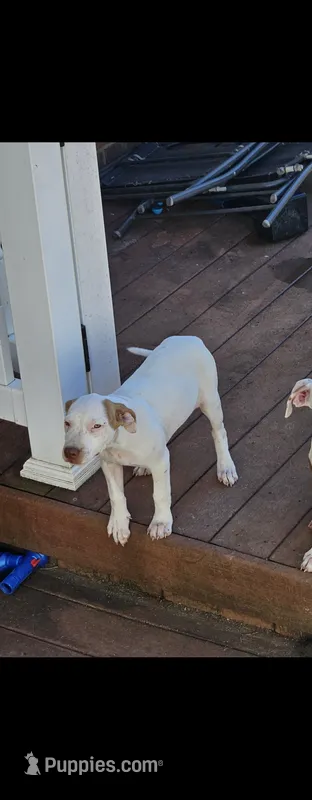 Rosie – American Pit Bull Terrier puppy for sale in Lexington, KY