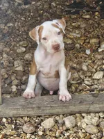 Bluey, a male American Pit Bull Terrier for sale in Lexington, KY – 2 of 3
