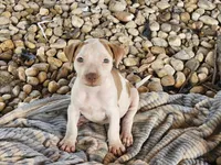 Tucker, a male American Pit Bull Terrier for sale in Lexington, KY – 3 of 3