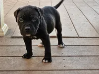 Champ , a male American Bully for sale in Lexington, KY – Photo 4 of 5