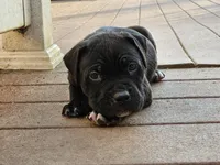 Champ , a male American Bully for sale in Lexington, KY – Photo 3 of 5