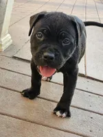 Champ , a male American Bully for sale in Lexington, KY – Photo 2 of 5