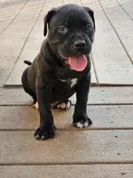 Champ , a male American Bully for sale in Lexington, KY – Photo 5 of 5