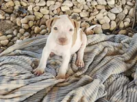 Tucker, a male American Pit Bull Terrier for sale in Lexington, KY – 2 of 3