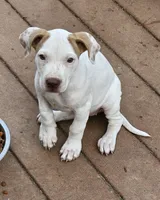 SKY, a female American Pit Bull Terrier for sale in Lexington, KY – 2 of 2