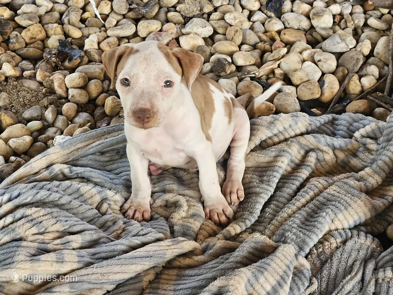 Tucker – American Pit Bull Terrier puppy for sale in Lexington, KY