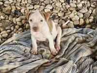 Tucker, a male American Pit Bull Terrier for sale in Lexington, KY – 1 of 3