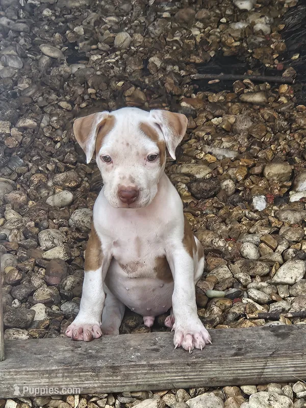Bluey – American Pit Bull Terrier puppy for sale in Lexington, KY