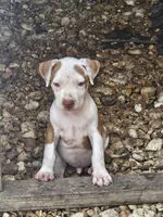 Bluey, a male American Pit Bull Terrier for sale in Lexington, KY – 1 of 3