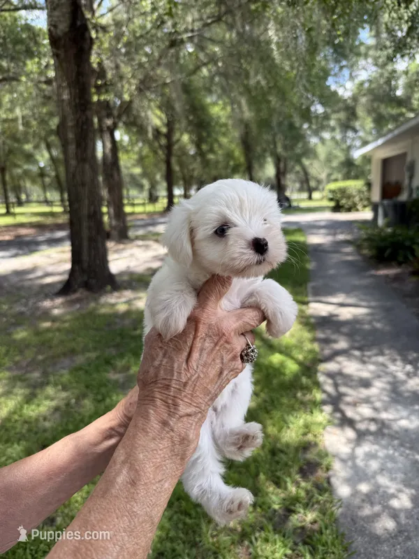 Puppy – Miniature Schnauzer, Maltese puppy for sale in Ocala, FL