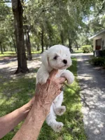 Puppy, a female Miniature Schnauzer and Maltese for sale in Ocala, FL – 1 of 3