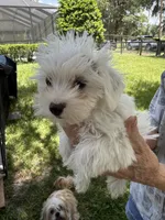 Boy 1, a male Miniature Schnauzer and Maltese for sale in Ocala, FL – 3 of 5