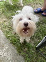 Nalla, a female Miniature Schnauzer for sale in Ocala, FL – 6 of 6