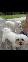 Nalla, a female Miniature Schnauzer for sale in Ocala, FL – 3 of 6