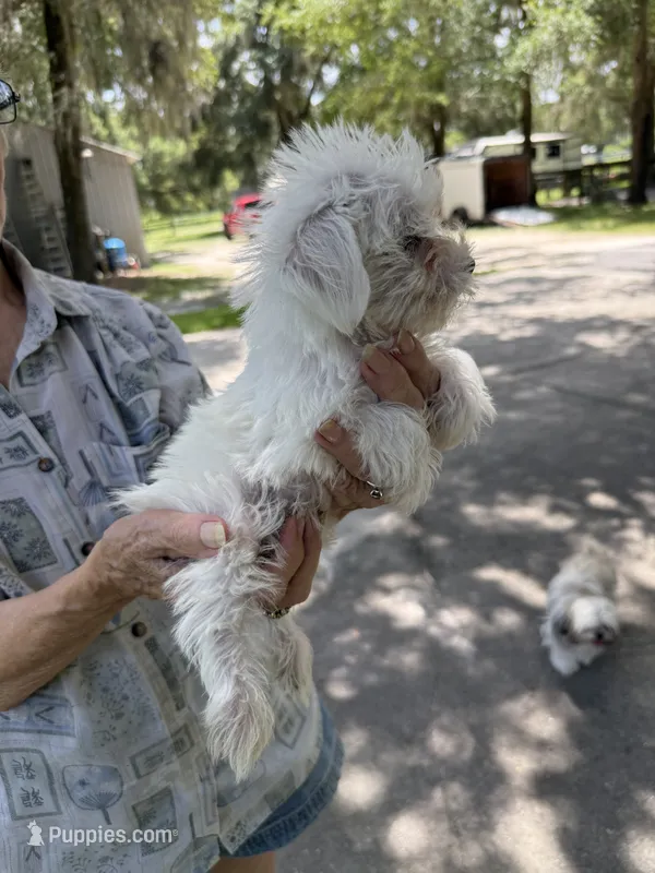 Boy 1 – Miniature Schnauzer, Maltese puppy for sale in Ocala, FL