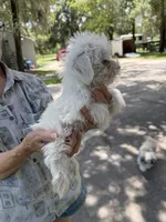 Boy 1, a male Miniature Schnauzer and Maltese for sale in Ocala, FL – 1 of 5