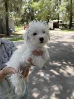Boy 1, a male Miniature Schnauzer and Maltese for sale in Ocala, FL – 5 of 5