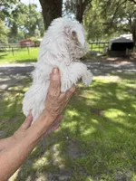 Puppy, a male Miniature Schnauzer and Maltese for sale in Ocala, FL – 2 of 3