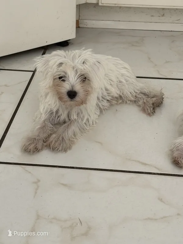 Boy 1 – Miniature Schnauzer, Maltese puppy for sale in Ocala, FL