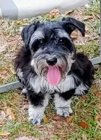 Bella, a female Miniature Schnauzer for sale in Ocala, FL – 1 of 5