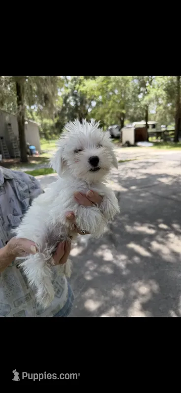 Puppy male  1 – Miniature Schnauzer, Maltese puppy for sale in Ocala, FL