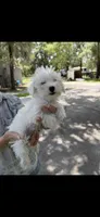 Puppy male  1, a male Miniature Schnauzer and Maltese for sale in Ocala, FL – 1 of 2