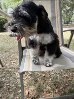 Bella, a female Miniature Schnauzer for sale in Ocala, FL – 5 of 5