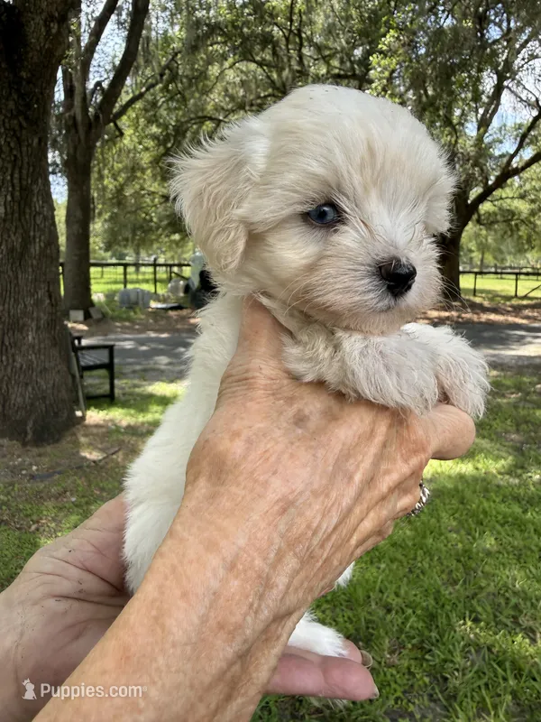 Puppy – Miniature Schnauzer, Maltese puppy for sale in Ocala, FL