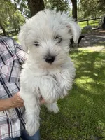 Puppy male , a male Miniature Schnauzer and Maltese for sale in Ocala, FL – 2 of 2